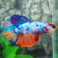 Multicolor Candy Halfmoon Female For Sorority Tank/Breed