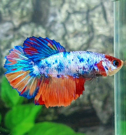 Multicolor Candy Halfmoon Female For Sorority Tank/Breed