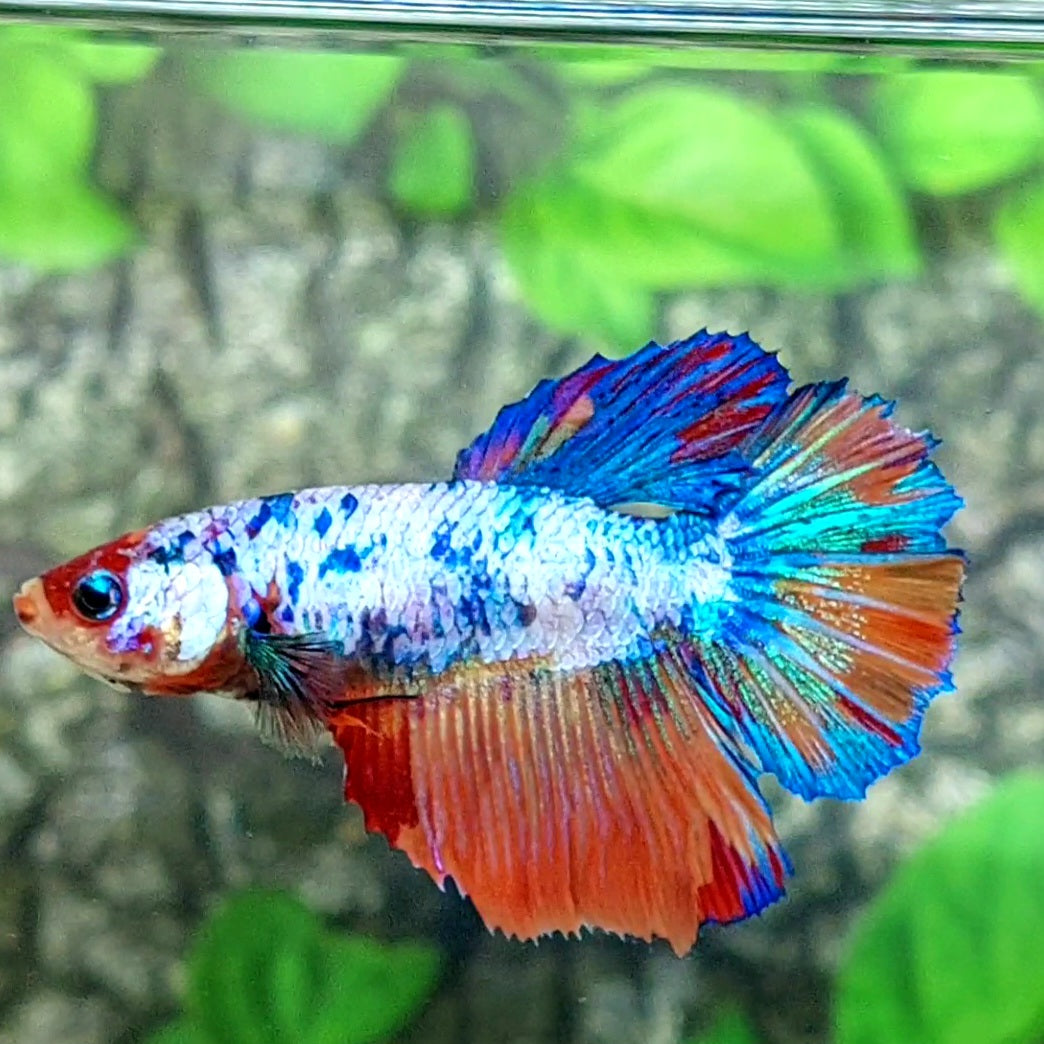 Multicolor Candy Halfmoon Female For Sorority Tank/Breed