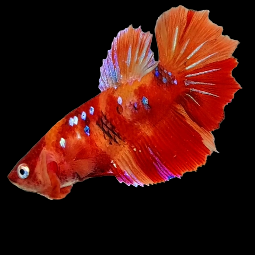 Nemo Koi Galaxy Halfmoon Female For Sorority Tank/Breed