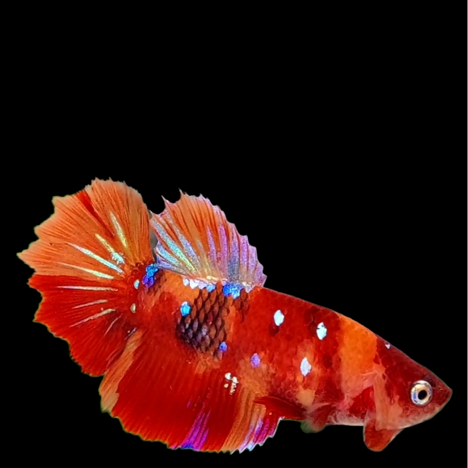 Nemo Koi Galaxy Halfmoon Female For Sorority Tank/Breed