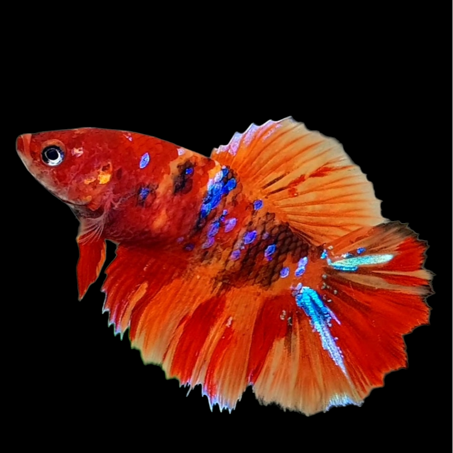 Nemo Koi Galaxy Halfmoon Female For Sorority Tank/Breed