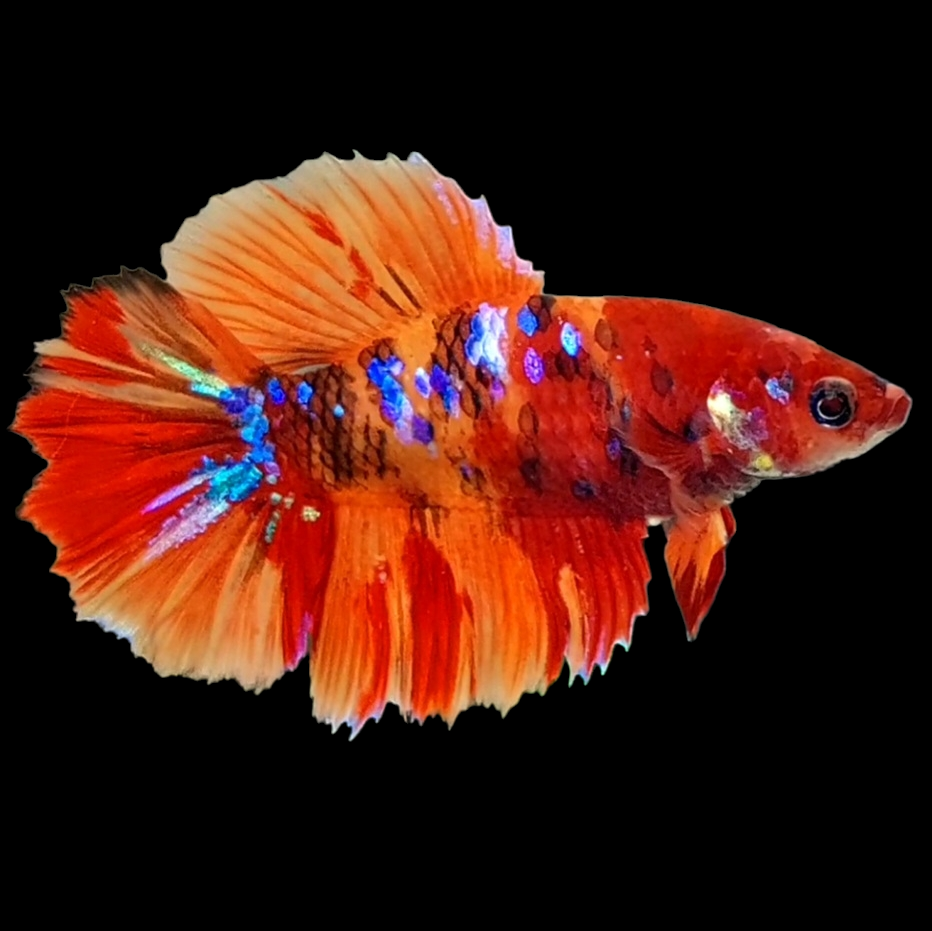 Nemo Koi Galaxy Halfmoon Female For Sorority Tank/Breed