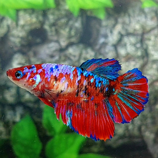 Multicolor Galaxy Halfmoon Female For Sorority Tank/Breed