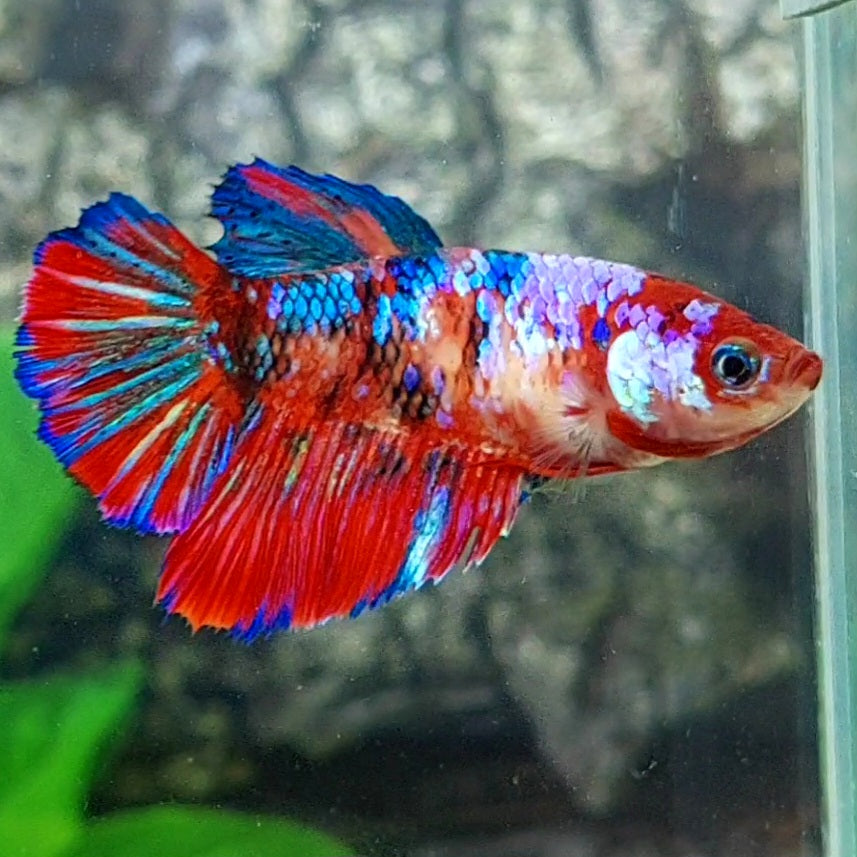 Multicolor Galaxy Halfmoon Female For Sorority Tank/Breed