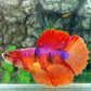 Multicolor Candy Halfmoon Female For Sorority Tank/Breed