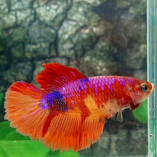 Multicolor Candy Halfmoon Female For Sorority Tank/Breed