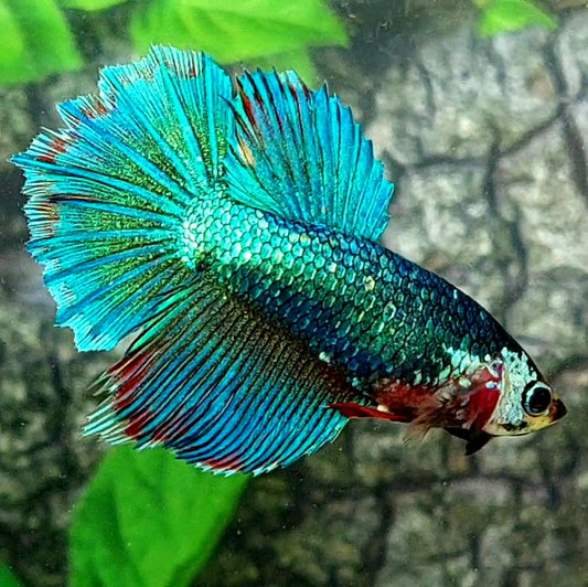 Fancy Green Monster Halfmoon Female For Sorority Tank/Breed