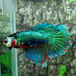 Fancy Green Monster Halfmoon Female For Sorority Tank/Breed