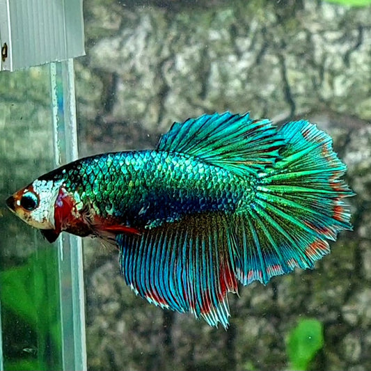 Fancy Green Monster Halfmoon Female For Sorority Tank/Breed