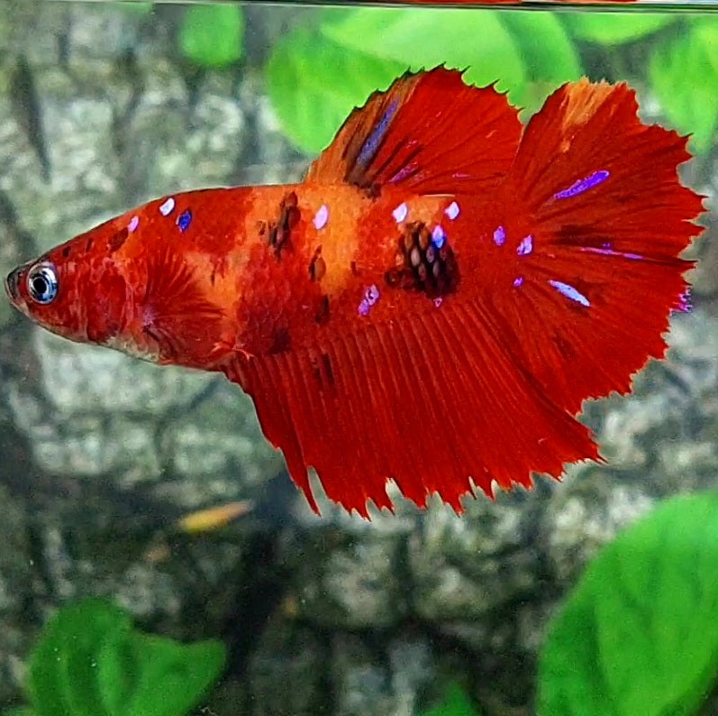 Nemo Koi Galaxy Halfmoon Female For Sorority Tank/Breed