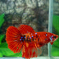 Red Koi Galaxy Halfmoon Female For Sorority Tank/Breed