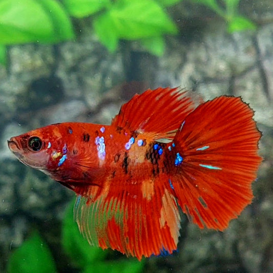 Red Koi Galaxy Halfmoon Female For Sorority Tank/Breed