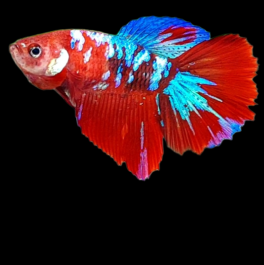 Multicolor Red Galaxy Halfmoon Female For Sorority Tank/Breed