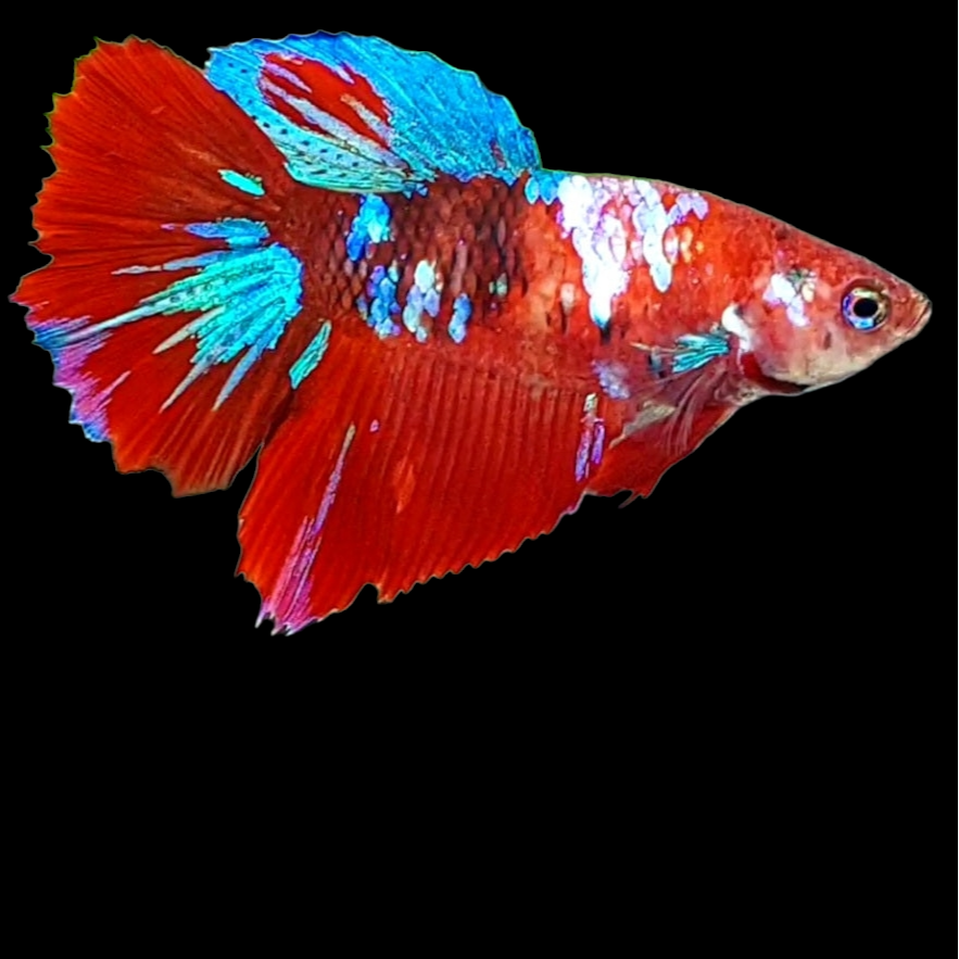 Multicolor Red Galaxy Halfmoon Female For Sorority Tank/Breed