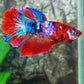 Multicolor Red Galaxy Halfmoon Female For Sorority Tank/Breed