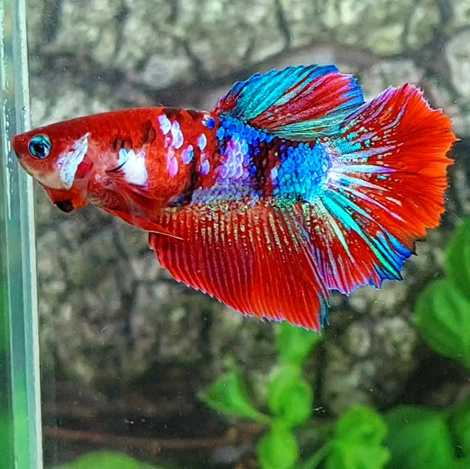 Multicolor Red Galaxy Halfmoon Female For Sorority Tank/Breed