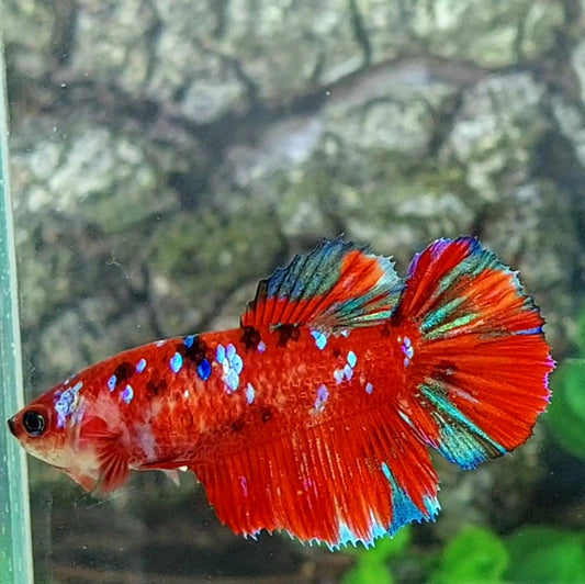 Red Galaxy Halfmoon Female For Sorority Tank/Breed