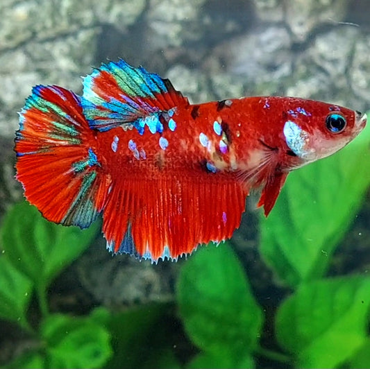 Red Galaxy Halfmoon Female For Sorority Tank/Breed