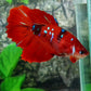 Red Koi Tiger Galaxy Halfmoon Female For Sorority Tank/Breed