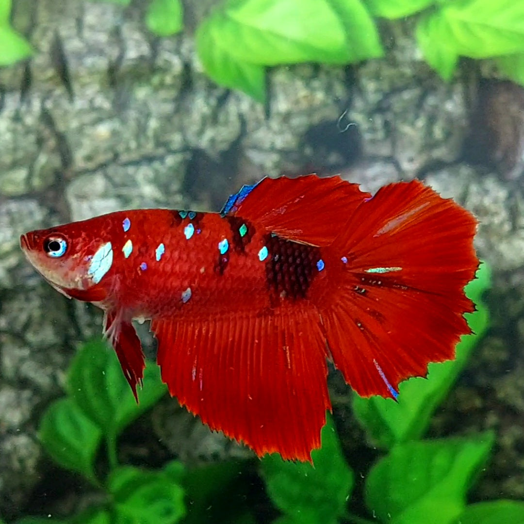 Red Koi Tiger Galaxy Halfmoon Female For Sorority Tank/Breed