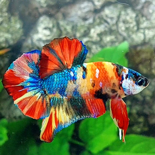 Multicolor Yellowbase Galaxy HMPK Male