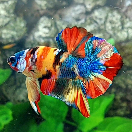 Multicolor Yellowbase Galaxy HMPK Male