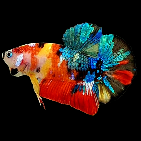 Multicolor Galaxy HMPK Male