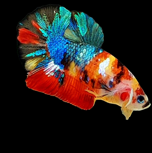 Multicolor Galaxy HMPK Male