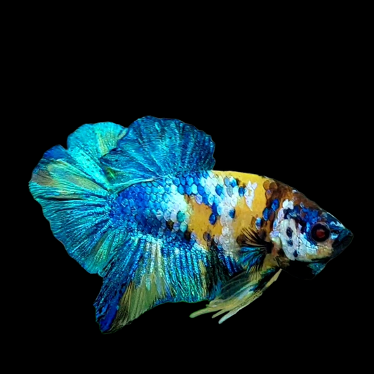 Yellow Galaxy Blue HMPK Male