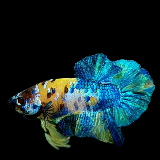 Yellow Galaxy Blue HMPK Male