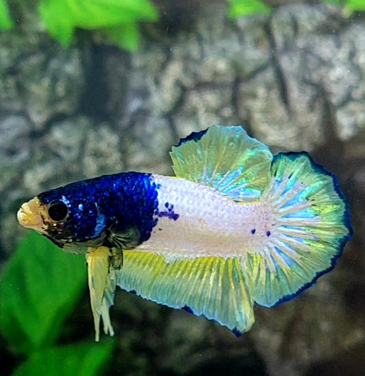 Blue Panda Unicorn HMPK Male