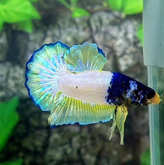 Blue Panda Unicorn HMPK Male