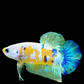 Yellow Galaxy Blue White HMPK Male