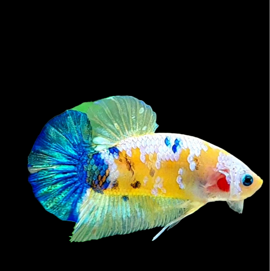 Yellow Galaxy Blue White HMPK Male