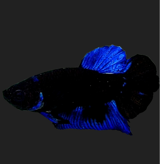 Blue Black Light HMPK Male