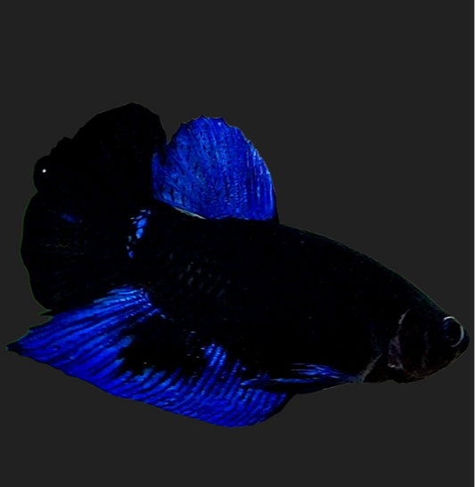 Blue Black Light HMPK Male