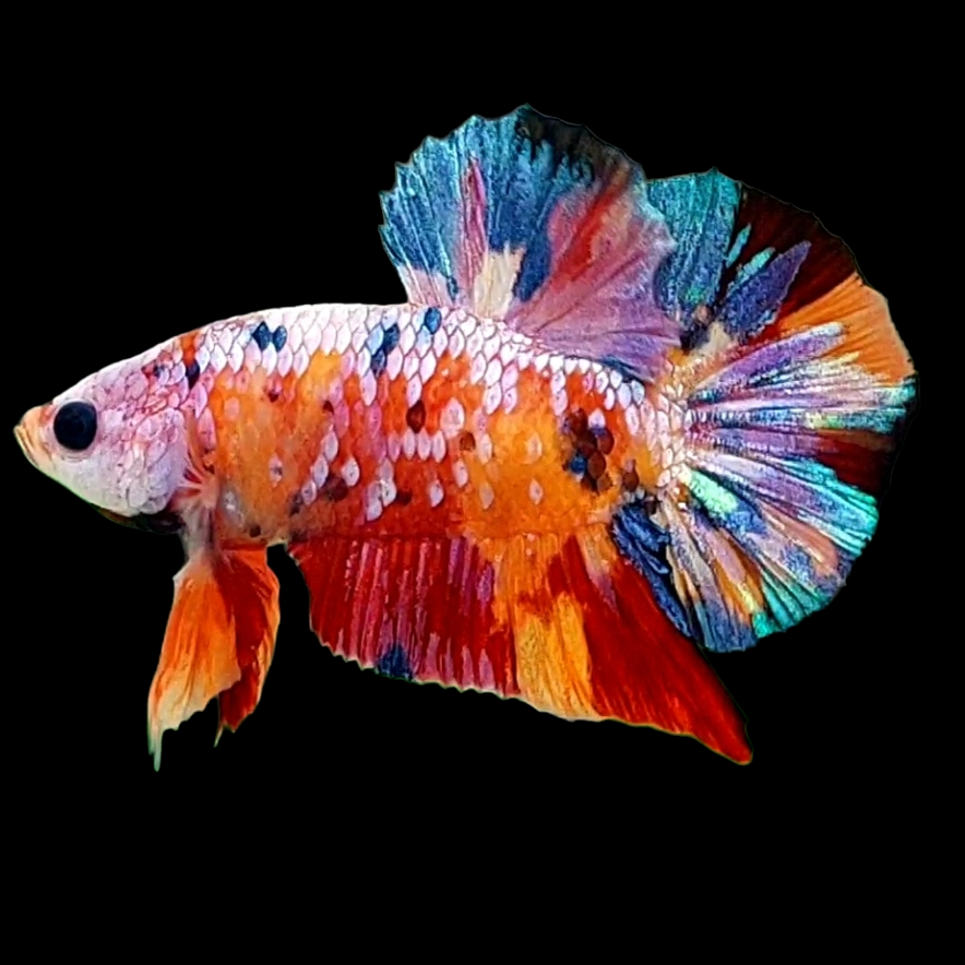 Multicolor Galaxy HMPK Male