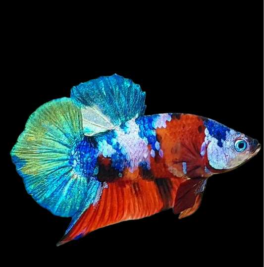 Multicolor Galaxy HMPK Male