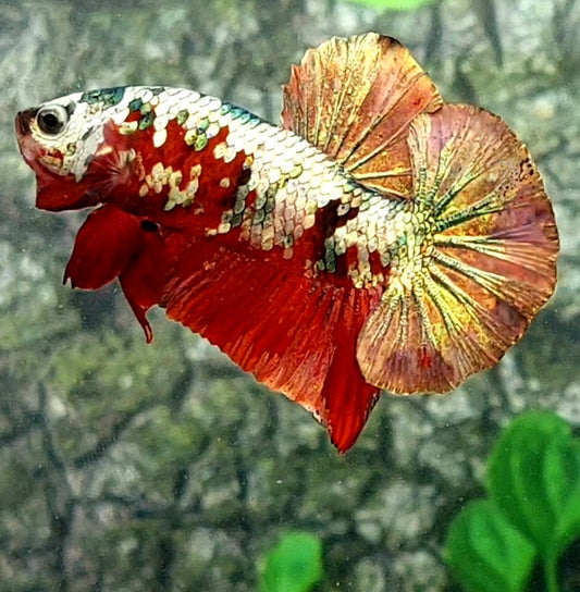 Red Copper Gold Koi Galaxy HMPK Male