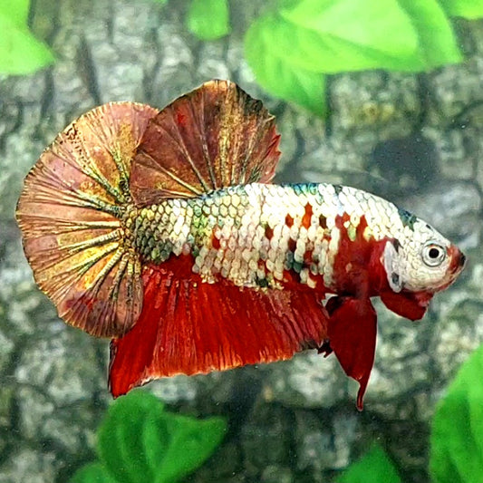 Red Copper Gold Koi Galaxy HMPK Male