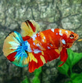 Multicolor Koi Galaxy HMPK Male