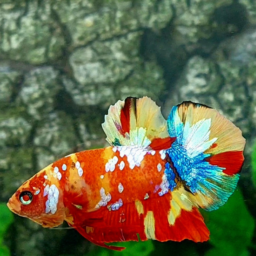 Multicolor Koi Galaxy HMPK Male