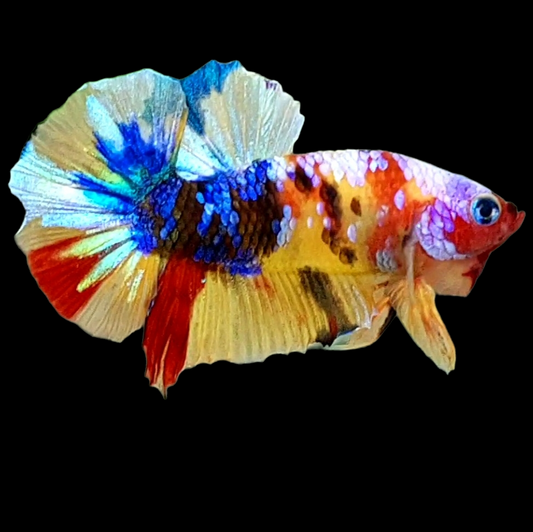 Multicolor Yellowbase Galaxy HMPK Male