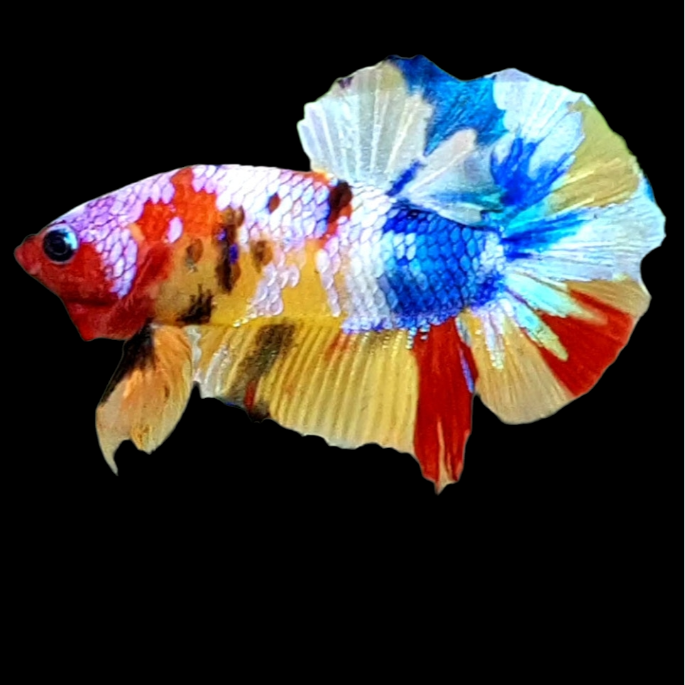 Multicolor Yellowbase Galaxy HMPK Male