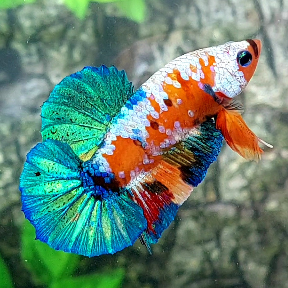 Multicolor Galaxy HMPK Male