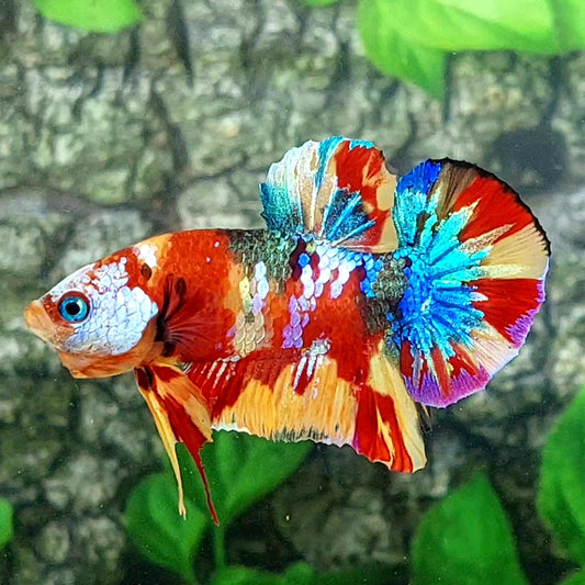 Multicolor Galaxy HMPK Male