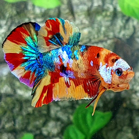 Multicolor Galaxy HMPK Male