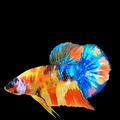 Multicolor Yellowbase Galaxy HMPK Male