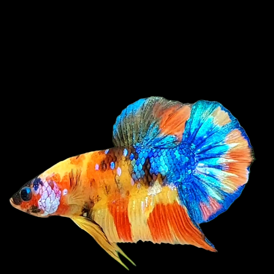 Multicolor Yellowbase Galaxy HMPK Male